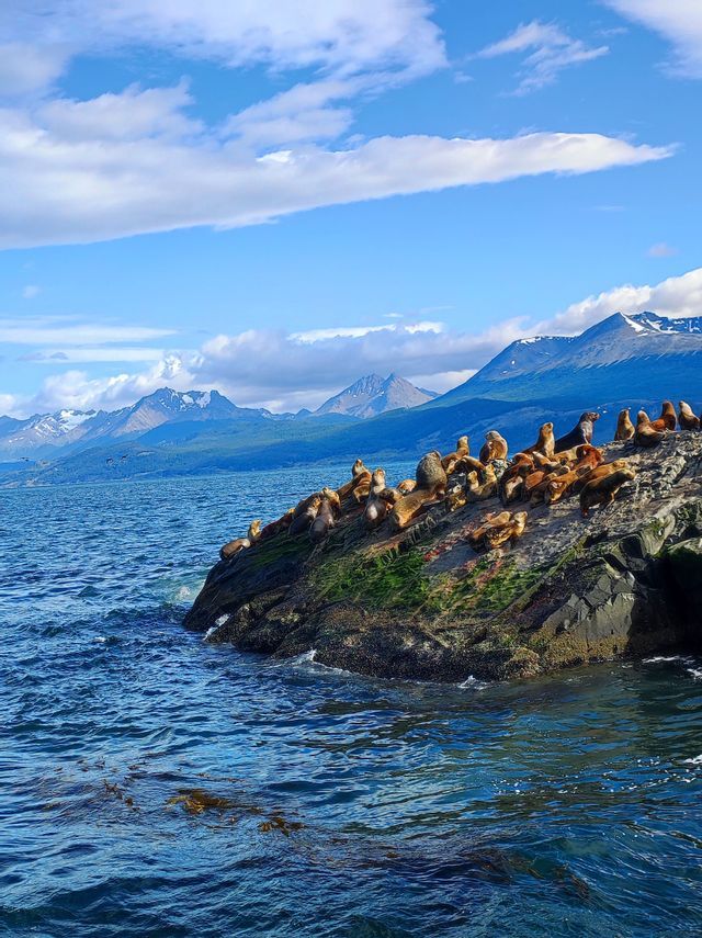 Una colonia di leoni marini riposa su una roccia coperta di muschio nel mare blu, con montagne innevate sullo sfondo.