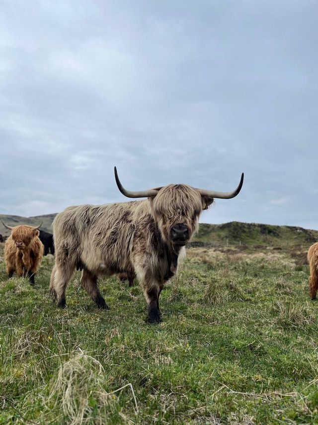 A shaggy, light-brown Highland cow with large horns stands in a grassy field, looking towards the camera with other cows in the background.