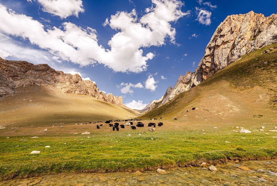 Una manada de yaks pasta en un amplio y verde valle rodeado de montañas rocosas, con un arroyo claro en primer plano.