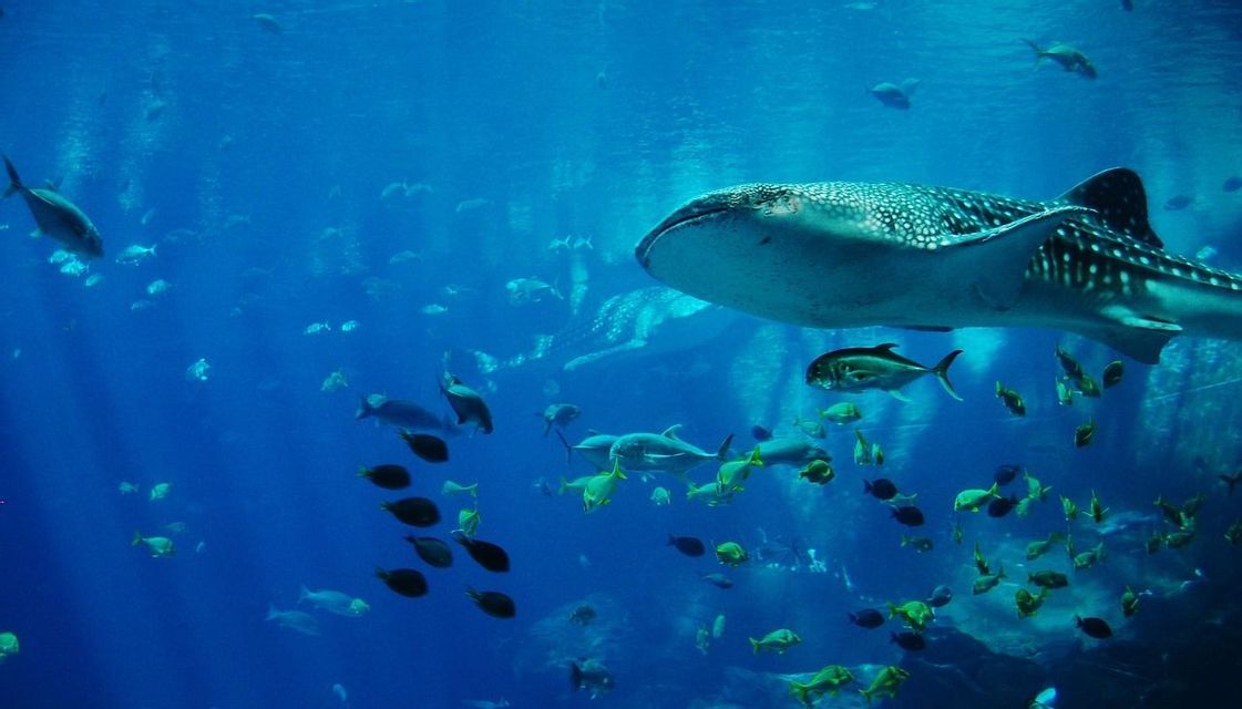 Un grande squalo balena dal motivo maculato nuota in acque blu profonde, circondato da molti pesci più piccoli.
