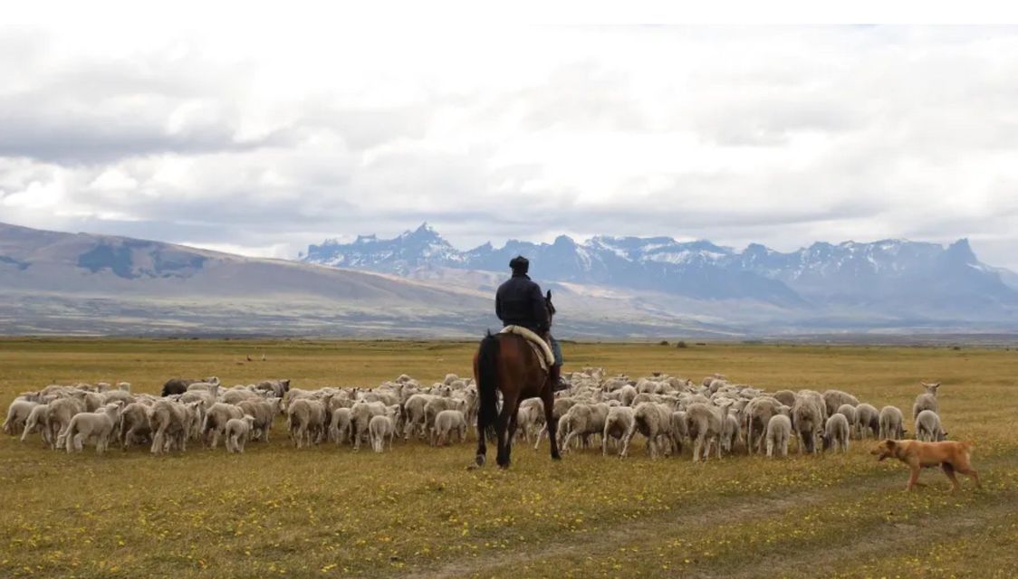 Un pastore a cavallo conduce un grande gregge di pecore attraverso un campo erboso, con un cane che corre al suo fianco e montagne sullo sfondo.