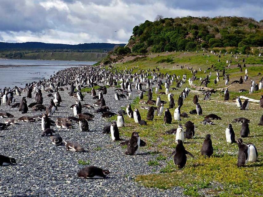 Una numerosa colonia di pinguini sosta e riposa su un litorale roccioso ed erboso, con una verde collina sullo sfondo.