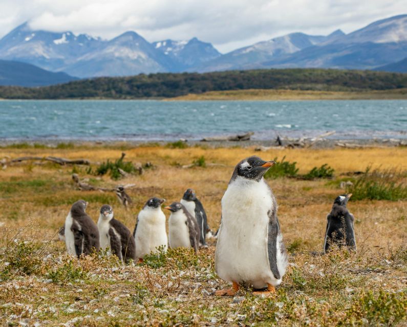 Un gruppo di pinguini su un litorale erboso di fronte a uno specchio d'acqua e lontane montagne innevate.