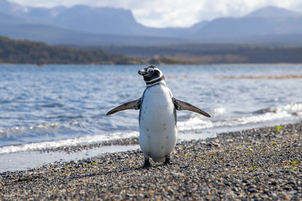 Un pinguino si erge su una spiaggia di ciottoli con le pinne aperte, con acqua e montagne visibili alle sue spalle.