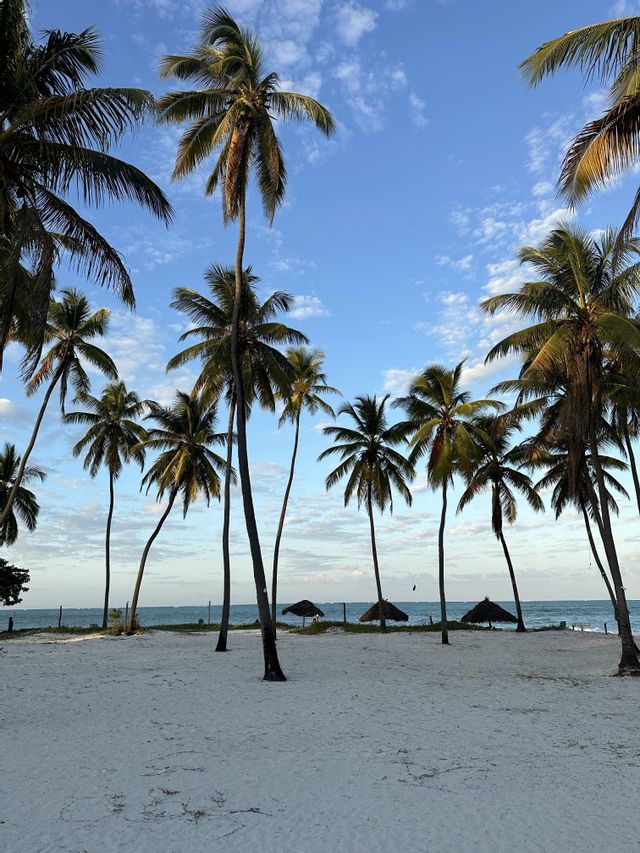 Hohe Palmen stehen an einem weißen Sandstrand mit Strohschirmen und blicken unter einem teilweise bewölkten blauen Himmel auf das Meer.