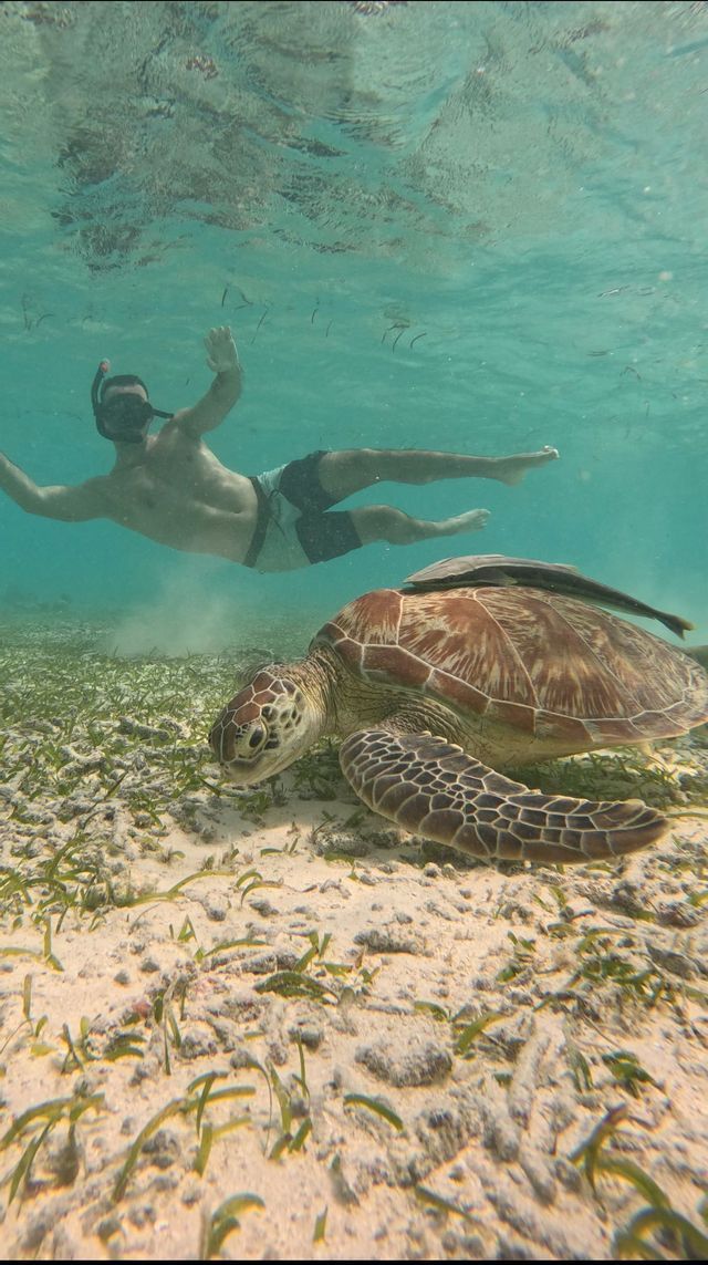 Un hombre con máscara de snorkel nada en aguas claras de color turquesa cerca de una gran tortuga marina en el lecho marino arenoso.