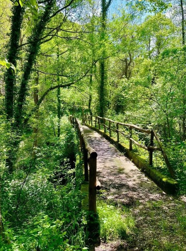 Un ponte di pietra con ringhiere in legno si snoda attraverso una foresta lussureggiante e soleggiata, piena di vibrante fogliame verde.
