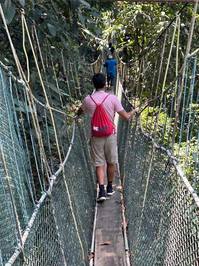Un gruppo WeRoad attraversa uno stretto ponte di corda sospeso in alto in una giungla lussureggiante.