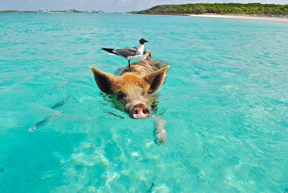 Swimming pig in the turquoise water of Big Major Cay, Exumas