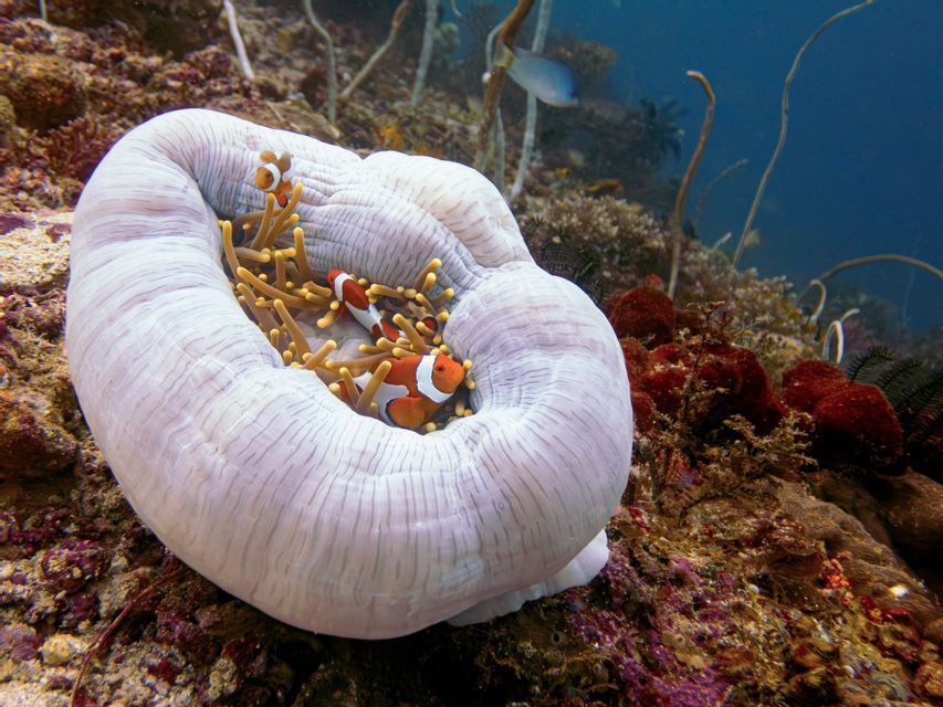 Varios peces payaso nadan entre los tentáculos de una gran anémona de mar blanca en un arrecife de coral colorido.