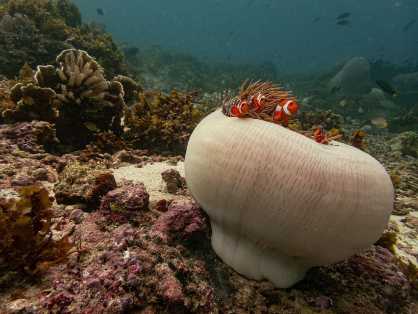 Un grupo de peces payaso se asoma desde una anémona marina grande y pálida, reposando sobre un lecho marino de arrecife de coral rocoso.