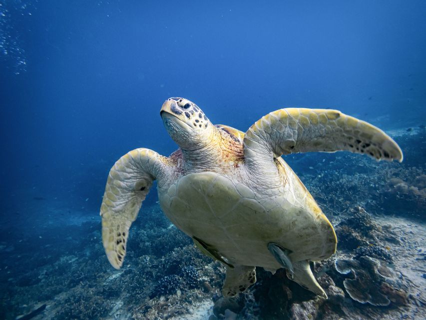 Una toma en primer plano, desde un ángulo bajo, de una tortuga marina nadando en agua azul profundo sobre un arrecife de coral.