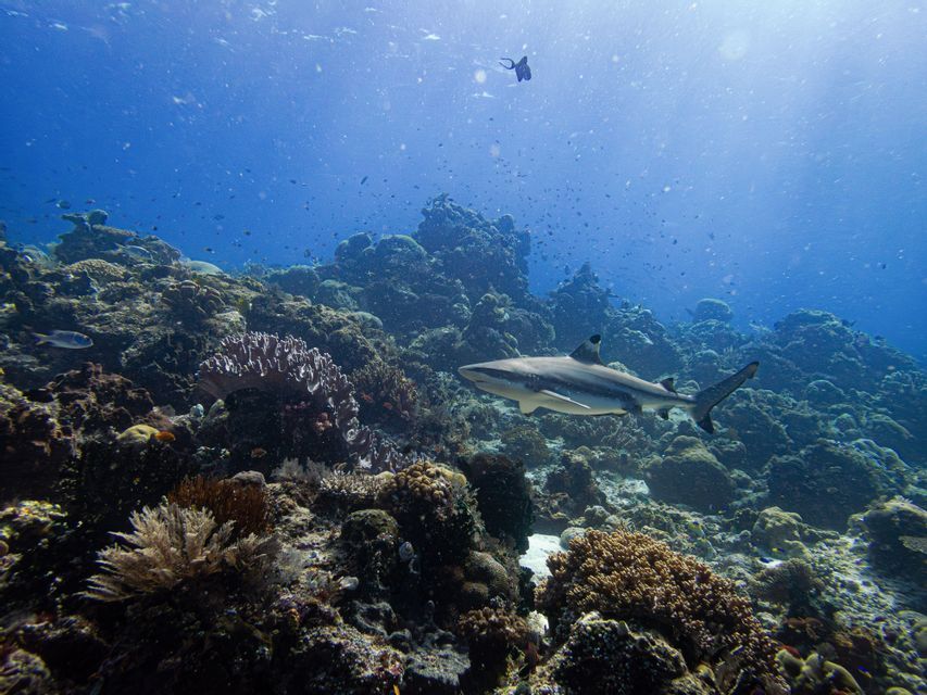 Un tiburón de punta negra nada sobre un arrecife de coral repleto de pequeños peces bajo la brillante superficie azul del océano.
