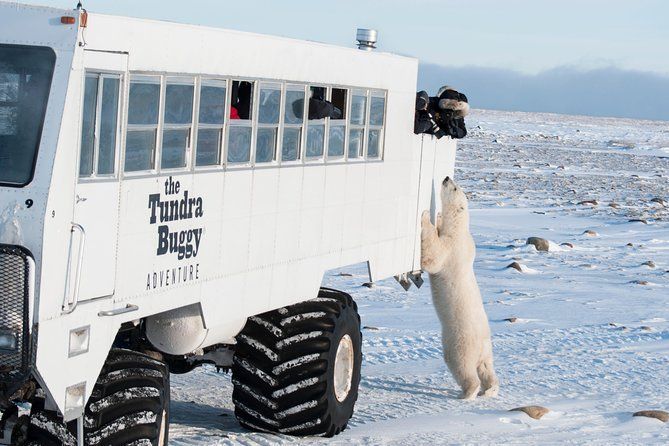 Un orso polare si erge sulle zampe posteriori di fronte a un buggy da tundra bianco, mentre le persone osservano dai finestrini in un paesaggio innevato.