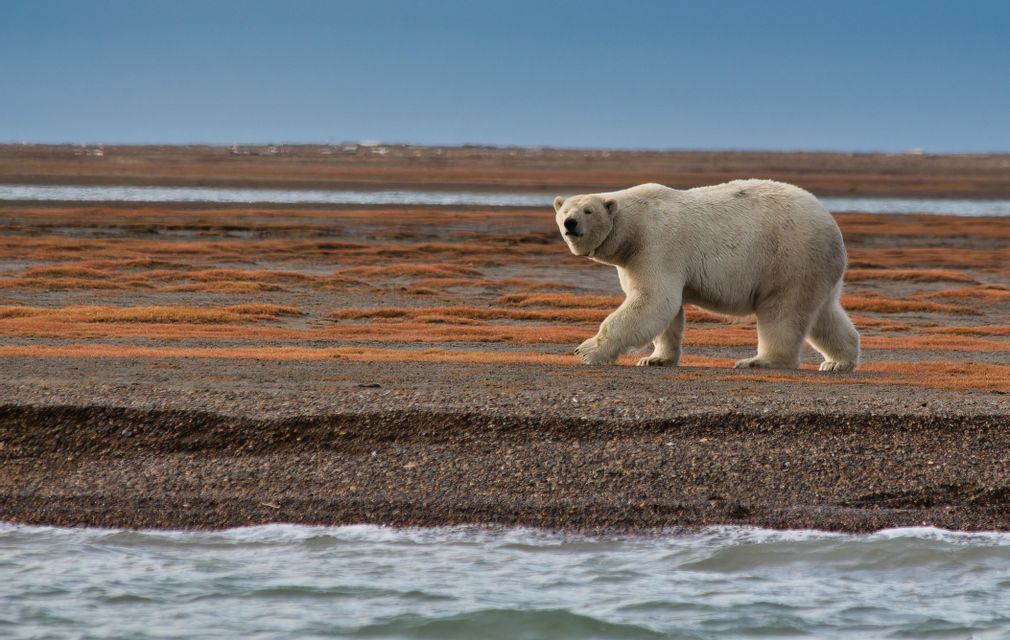 Un orso polare cammina lungo una costa con vegetazione di tundra rossastra, accanto all'acqua, sotto un cielo azzurro.