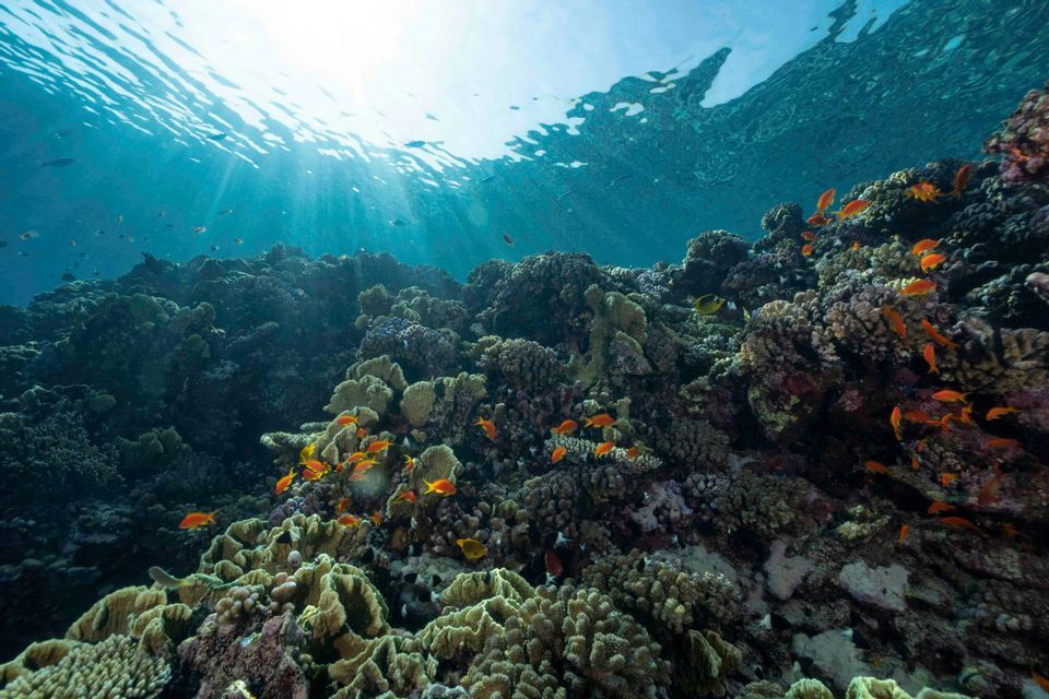 Una vista subacquea di una barriera corallina con un banco di piccoli pesci arancioni che nuotano mentre la luce del sole filtra attraverso la superficie dell'acqua.
