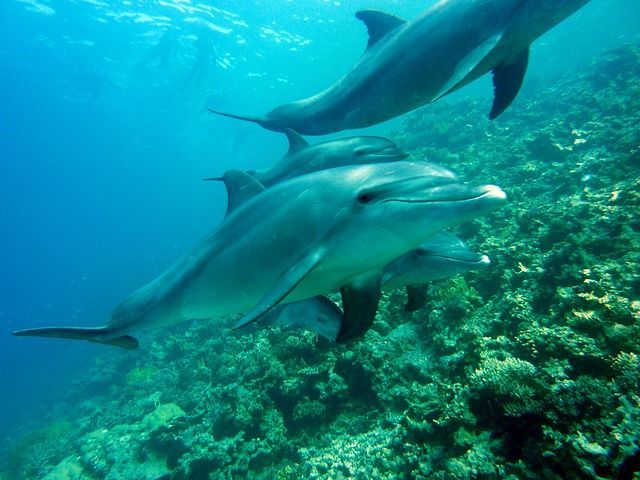 Una ripresa subacquea di un branco di delfini che nuotano in acque limpide e blu sopra una barriera corallina.