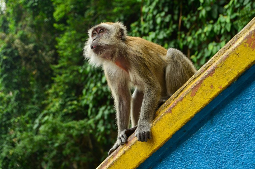 Un macaque se perche sur une structure jaune et bleue, levant les yeux avec un arrière-plan de feuillage vert.