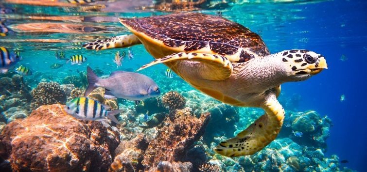 Una tartaruga marina nuota in acqua cristallina appena sotto la superficie, sopra una barriera corallina popolata da pesci più piccoli.