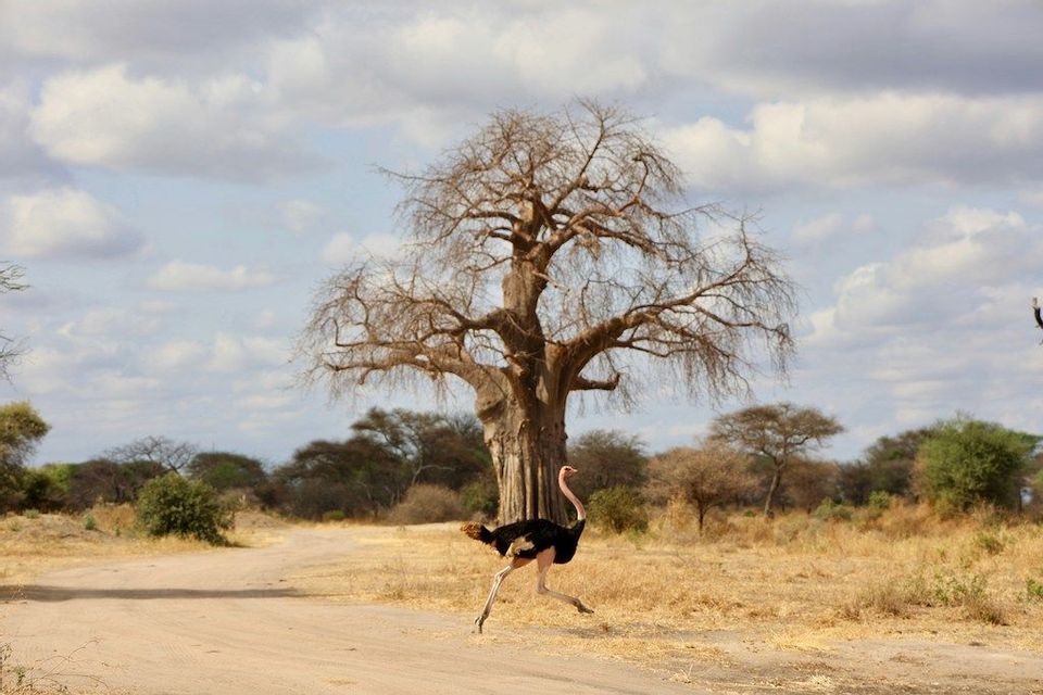 Uno struzzo corre lungo una strada sterrata in un paesaggio di savana con un grande baobab sullo sfondo.