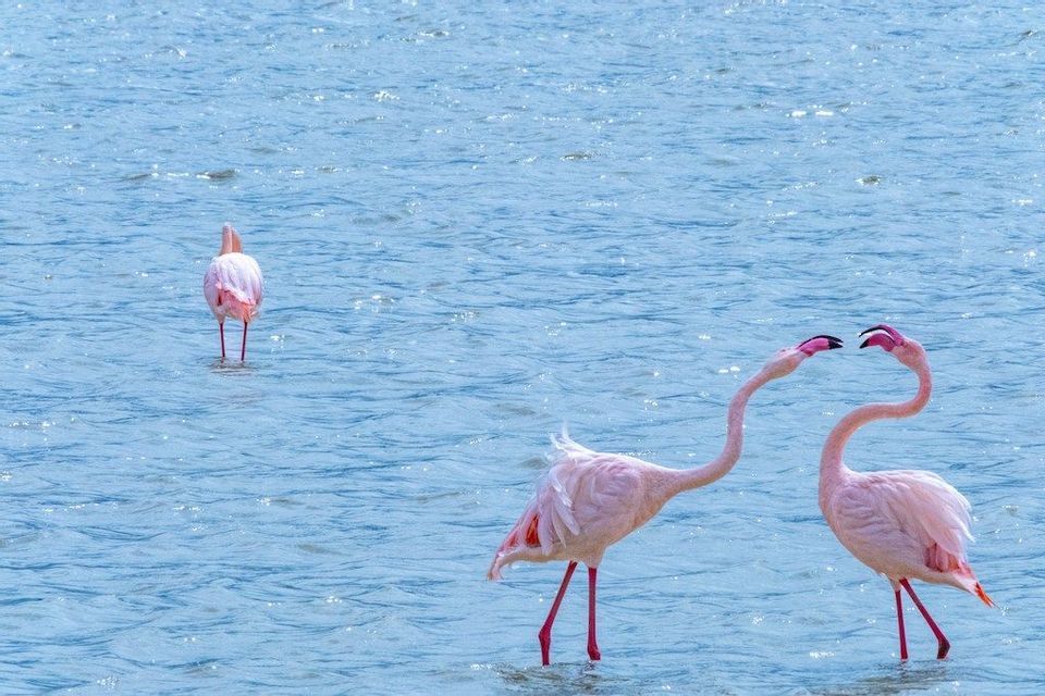 Tre fenicotteri rosa si ergono in acque blu scintillanti, con due in primo piano che si toccano i becchi.