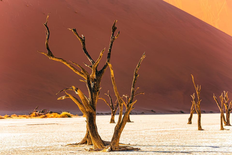 Alberi scheletrici e secchi si stagliano su una distesa di argilla bianca e screpolata, proiettando ombre contro una grande duna di sabbia rossa sullo sfondo.