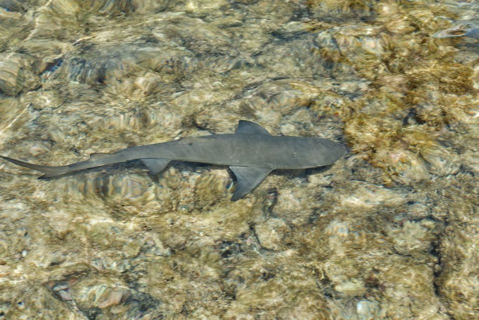 Un pequeño tiburón gris nada en aguas claras y poco profundas sobre un lecho marino rocoso.