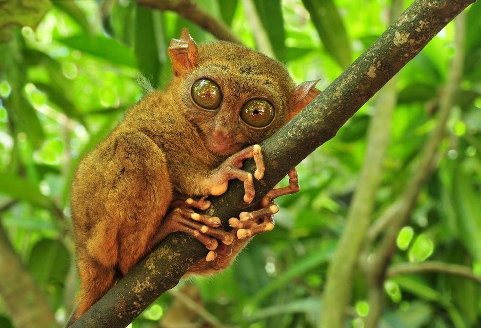 A small tarsier with large eyes clings to a tree branch amidst lush green foliage.