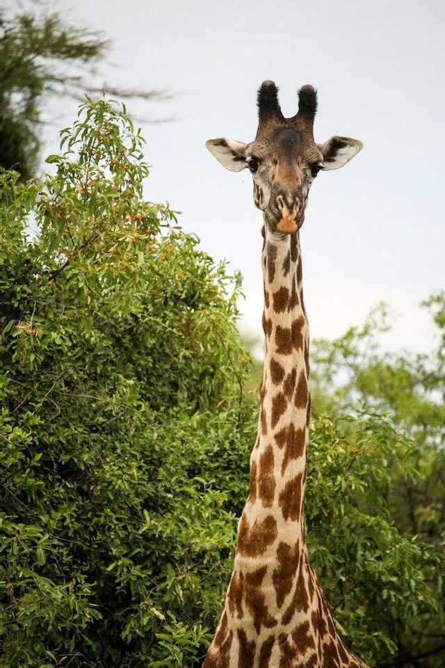 Una giraffa guarda la fotocamera con il lungo collo visibile, in piedi accanto a un albero verde lussureggiante sotto un cielo pallido.
