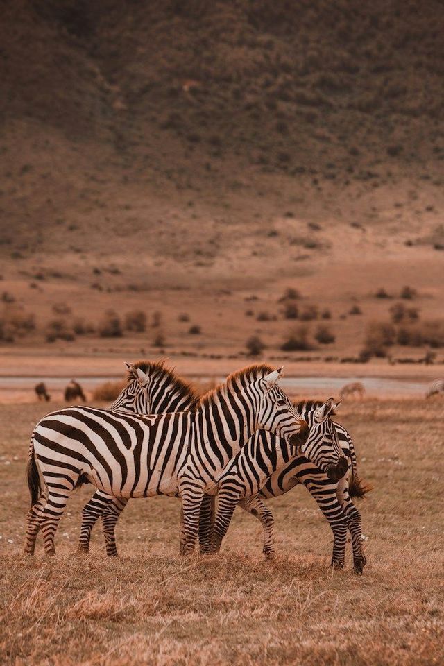 Una piccola mandria di zebre si raggruppa in una savana secca ed erbosa con dolci colline sullo sfondo.