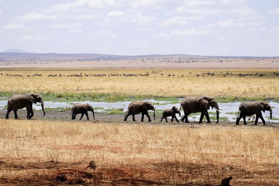 Una fila di elefanti, inclusi adulti e cuccioli, cammina attraverso la savana accanto a una pozza d'acqua.