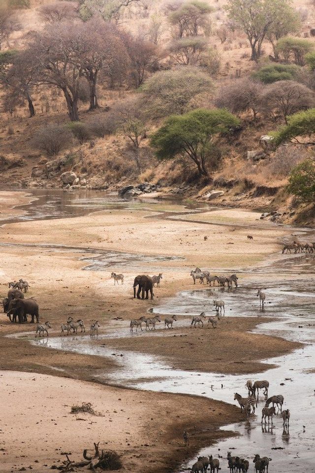 Mandrie di zebre e diversi elefanti bevono acqua da un letto di fiume tortuoso e poco profondo in una savana secca e collinare.