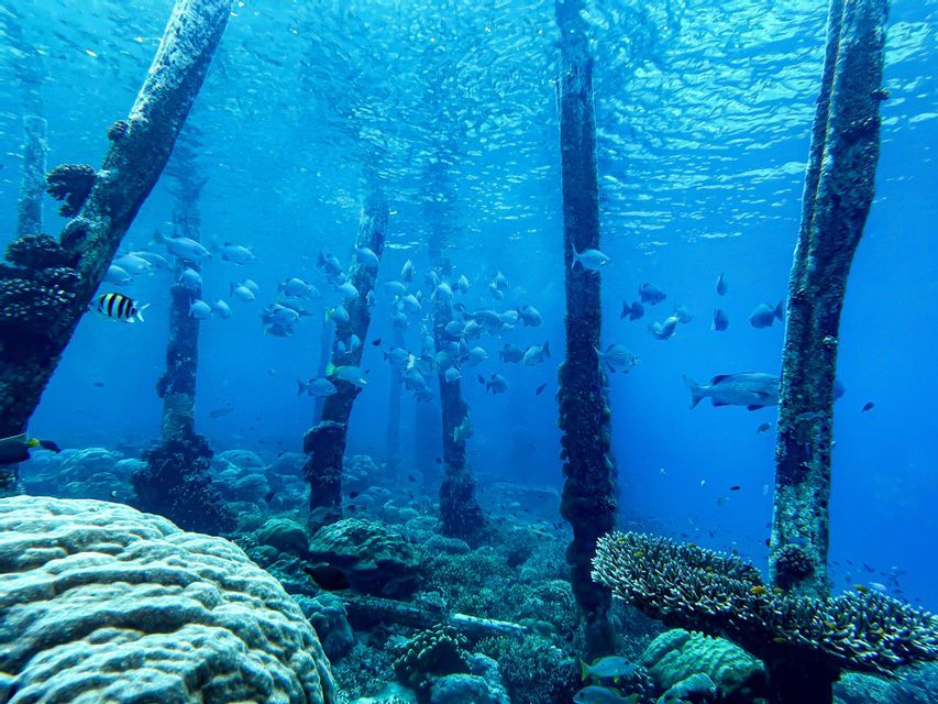 Una scena subacquea che mostra un banco di pesci nuotare tra grandi pilastri ricoperti di vegetazione marina, con coralli sul fondale oceanico.