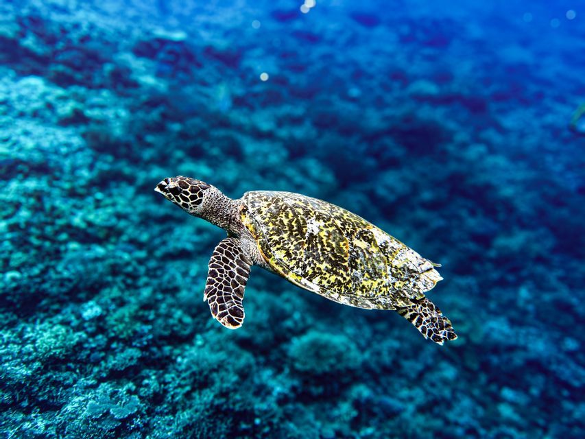 Una tartaruga marina con il guscio a fantasia nuota in acqua blu profonda sopra una barriera corallina.