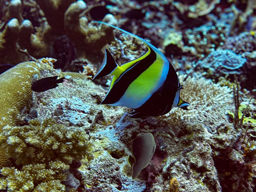 Un pesce idolo moresco con strisce gialle, nere e bianche nuota sopra una barriera corallina in acque limpide e blu.