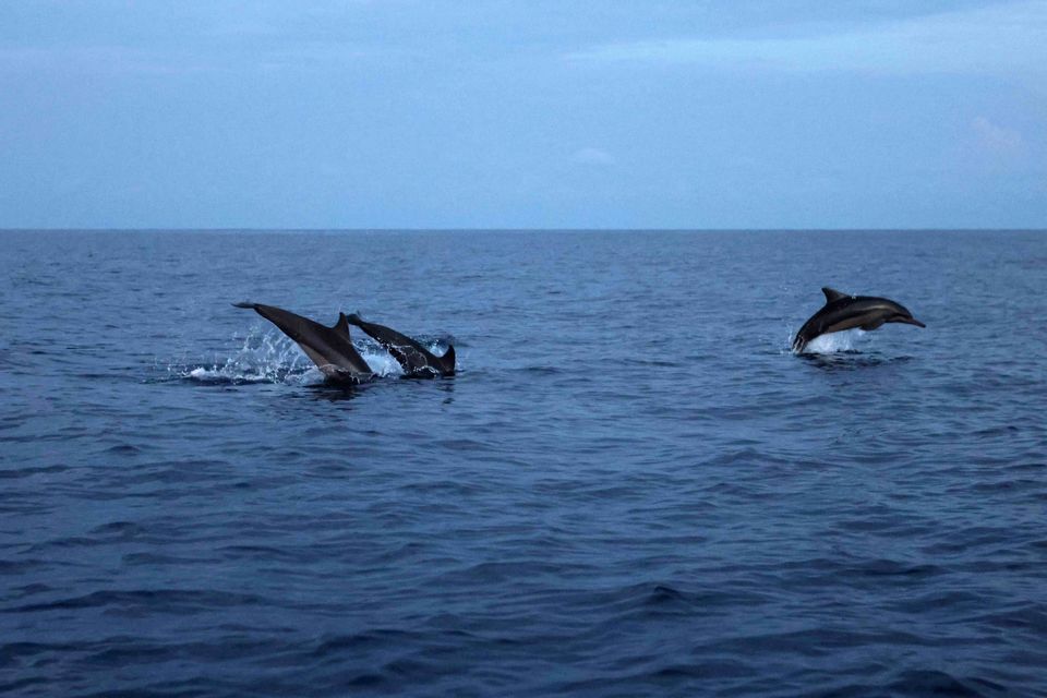 Trois dauphins sautant et éclaboussant dans l'océan sous un ciel pâle.