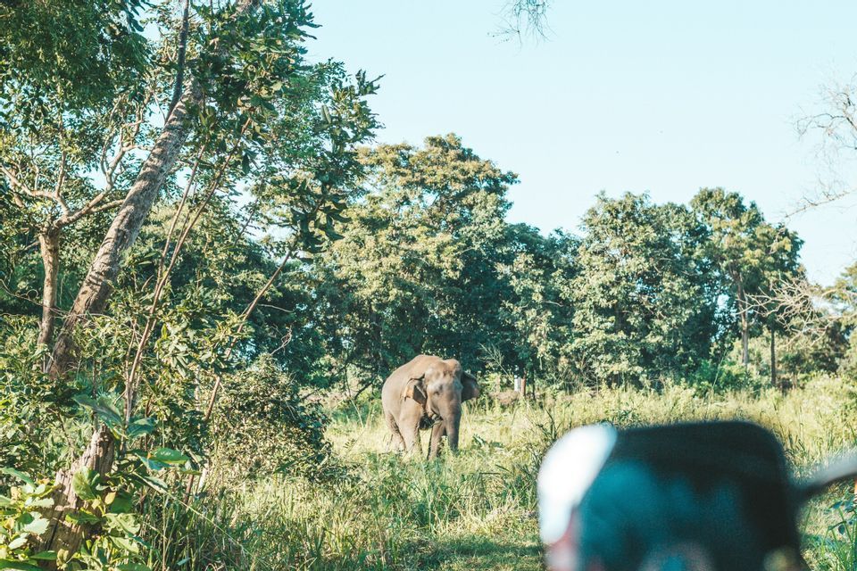 Un elefante si erge in una radura erbosa circondata da alberi fitti, con parte di un veicolo visibile in primo piano.