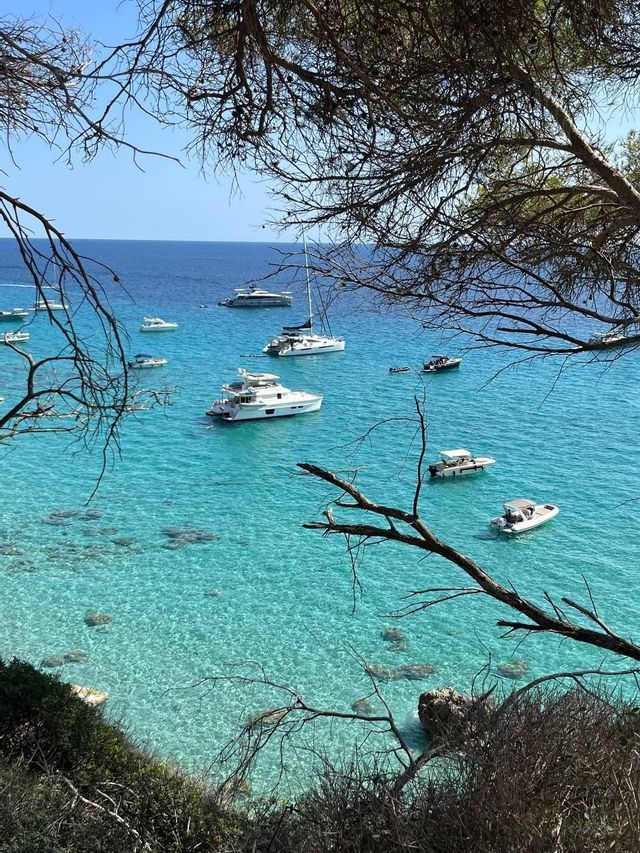 A high-angle view through tree branches of several boats and yachts anchored in clear, turquoise water under a blue sky.
