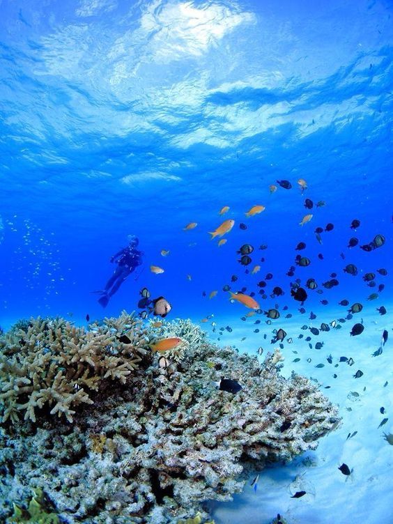 Un subacqueo nuota sopra una barriera corallina pullulante di pesciolini, in acqua limpida e blu, visto dal basso.