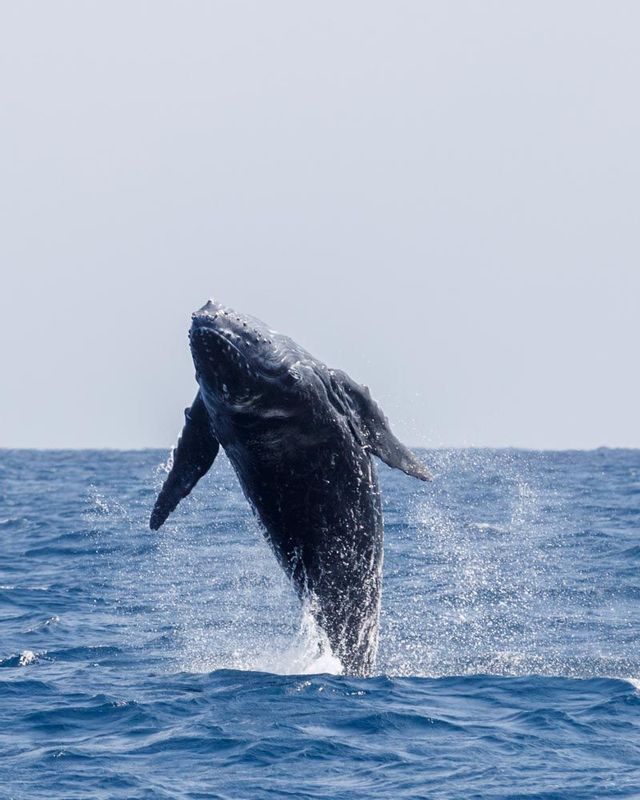 Una balena megattera salta fuori dall'oceano blu, creando un grande spruzzo d'acqua contro un cielo pallido.