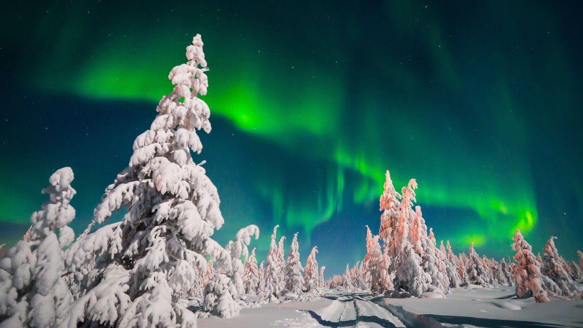 The green aurora borealis glows across the starry night sky above a forest of snow-covered pine trees.