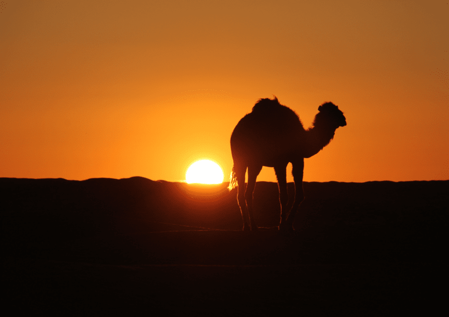 La silueta de un camello en el desierto con el sol poniéndose en el horizonte, tiñendo el cielo de un resplandor naranja.