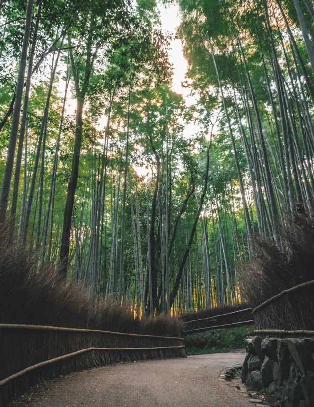 Un chemin sinueux à travers une forêt dense de grands bambous verts, bordé d'une clôture rustique en osier, en contre-plongée.