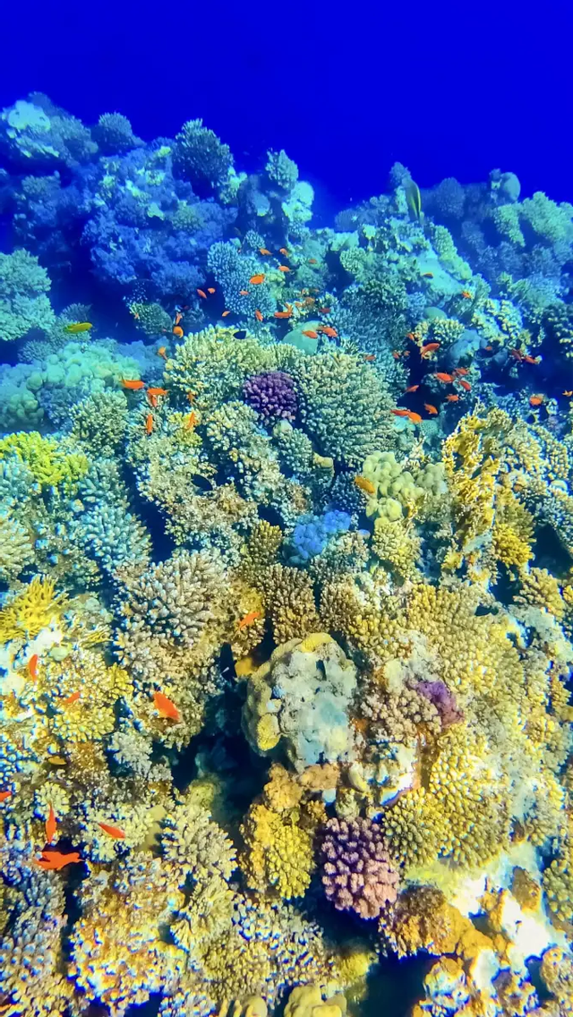 A vibrant underwater scene with small orange fish swimming over a diverse and colorful coral reef.