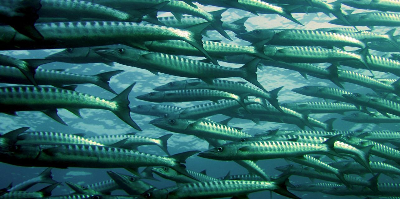 Una vista subacquea di un grande banco di barracuda che nuotano insieme nell'acqua blu dell'oceano