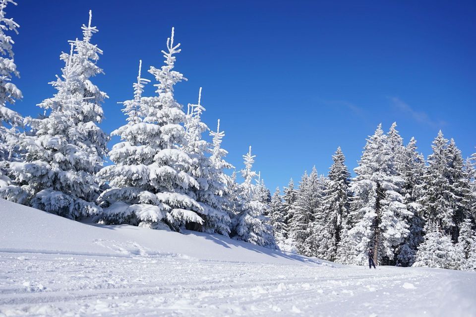 Una vista dal basso di un paesaggio innevato con pini coperti di neve fresca sotto un cielo limpido e azzurro.