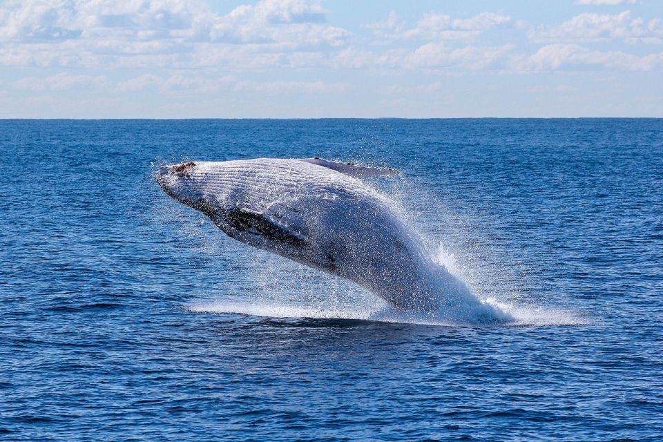 Una balena megattera che salta fuori dall'oceano blu, creando un grande spruzzo sotto un cielo parzialmente nuvoloso.