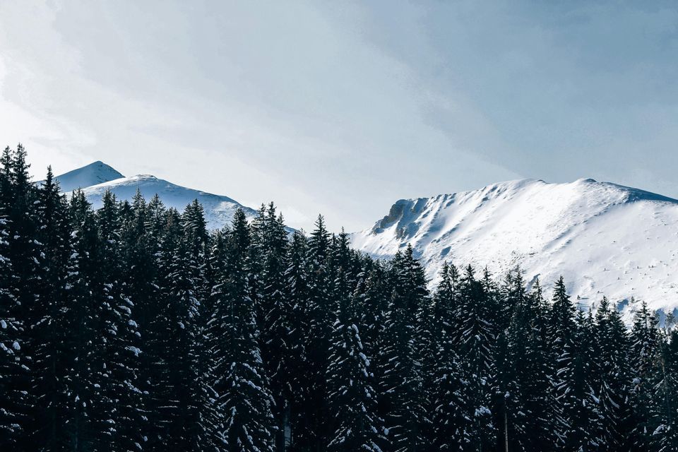 Una fitta foresta di pini coperti di neve si erge di fronte a imponenti montagne innevate sotto un cielo pallido.
