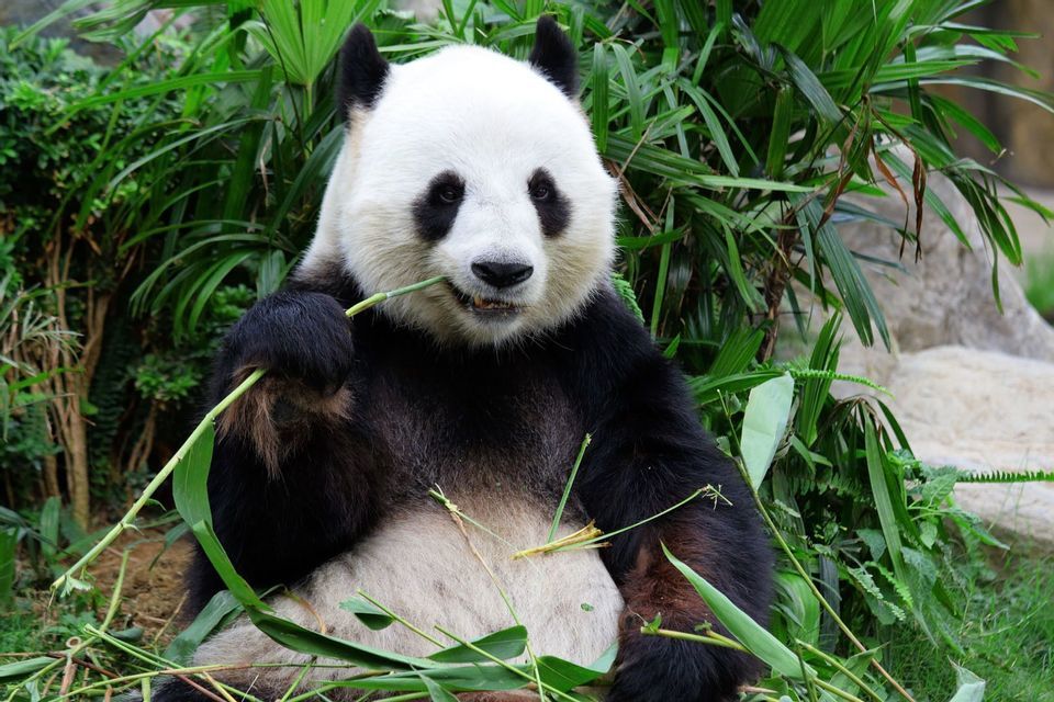 Un panda gigante è seduto tra una lussureggiante vegetazione verde mentre mangia un gambo di bambù.
