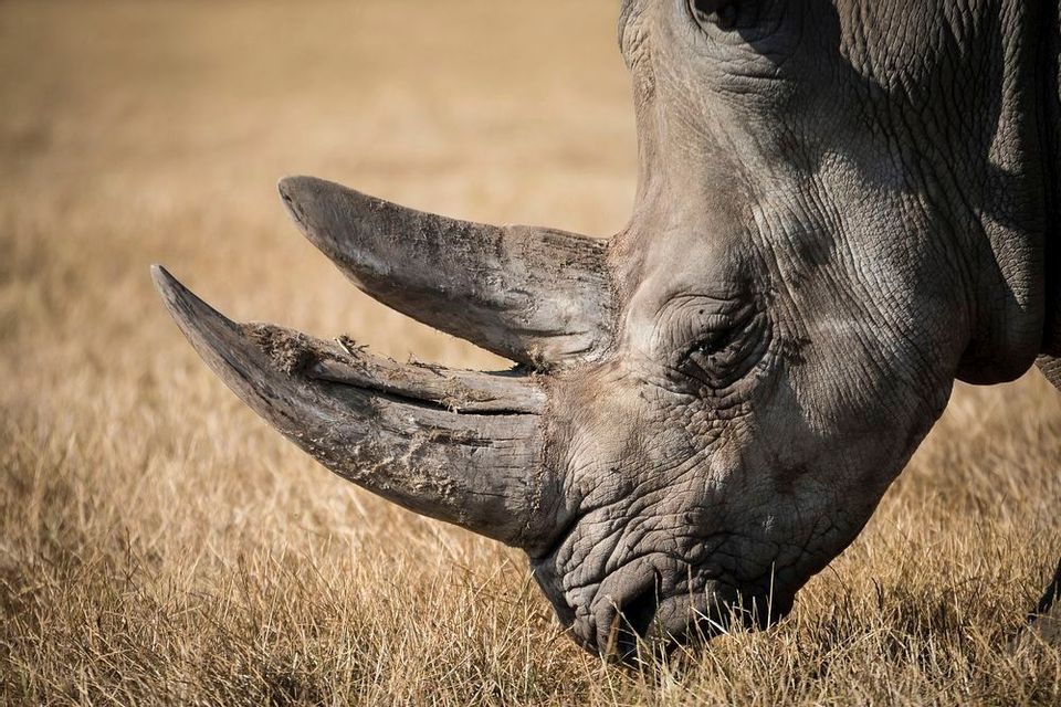 Primo piano di un rinoceronte con due corna che pascola sull'erba secca e gialla in un campo.